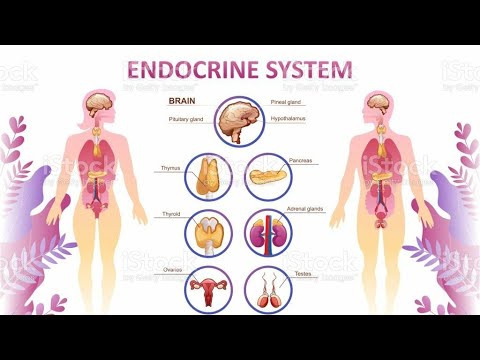 Review Of Anatomy And Physiology Of Endocrine System in hindi (Unit-7 ...