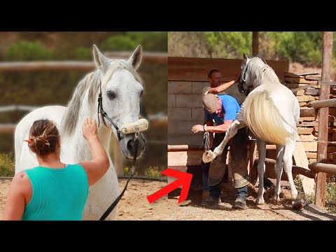 Video: Trim je kat nagels - zonder de stress