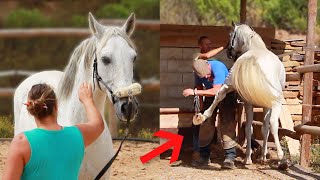 Lusitano stallion rescued from slaughter gives farriers a hard time  | Algarve Horse Alarm #8