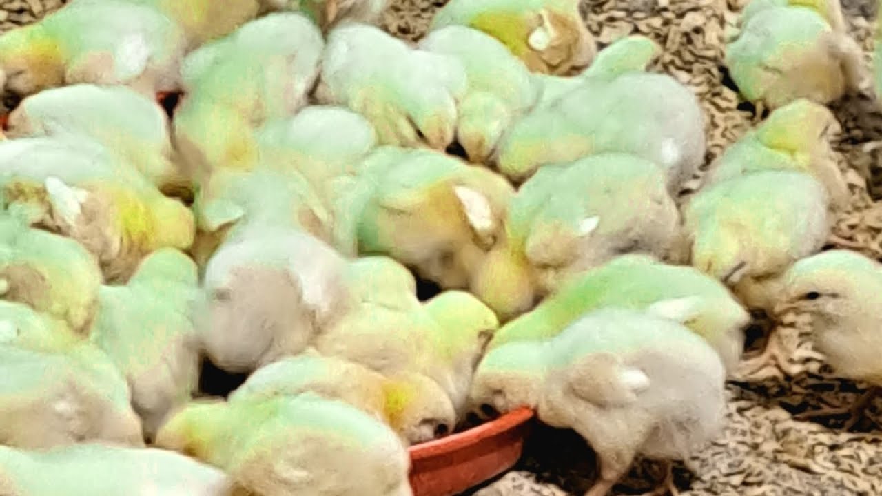 خلطة توفير العلف و رفع المناعة لكتاكيت الدجاج اللاحم باستخدام الأزولا.إقبال رائع و تجربة ناجحة.