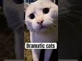 Funny dramatic cats 😂|short |funny |#fyp