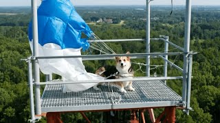 Download Lagu Failed Paragliding Accident Leaves Dog Stuck on Tower — Rescue Team Fights to Bring Her Home Safe MP3