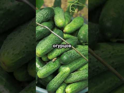 Польза огурцов🥒. Как