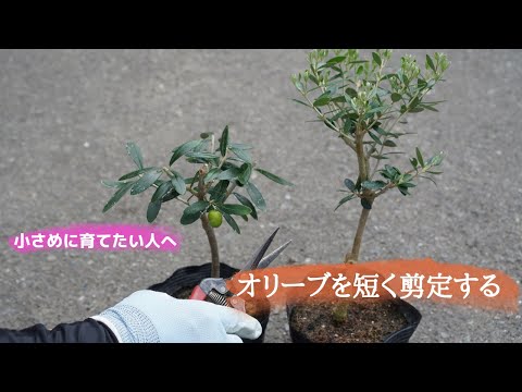 [さっちゃんさん専用]オリーブの剪定太木 宅急便60サイズに入るだけ詰めます hqdefault.jpg