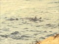 Group of monk seals at &quot;Costa de las focas&quot; reserve