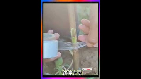 # ghép cây bưởi # ghép cây bưởi # công nghệ ghép cành # hướng dẫn ghép cành