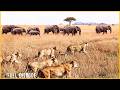 BORDERLESS BATTLEFIELD - Survival Without Safe Haven (Full Episode) | Nature Animal Documentary