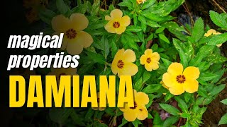 Magical Properties of Damiana
