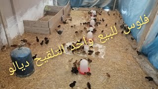 فلوس للبيع حاصل علی التلقيح دالو