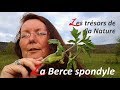 🍀 La Berce - Plantes Sauvages Comestibles