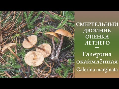 СМЕРТЕЛЬНЫЙ двойник Опёнка летнего - Галерина окаймлённая - Galerina marginata