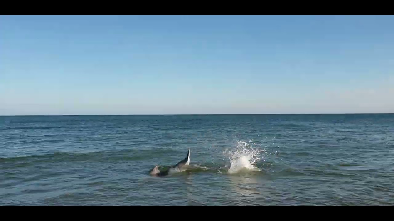 Dolphins attracted by Flute music