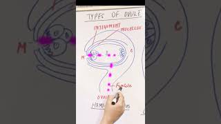 Types of Ovule (Part 2) ⚡ | Anatropous to Circinotropous | NEET