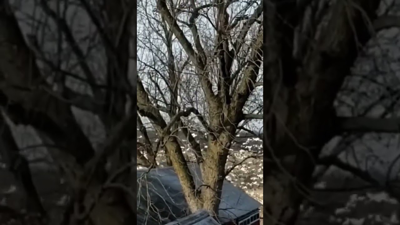 Goose Migration makes camp in corn field