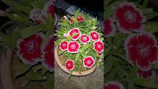Dainthus plant | गर्मियों में भी डेंथस पर पाएं ढेरों फूल | shorts short