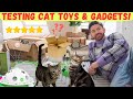 Testing cat toys  gadgets with pumpkin  mittens mr carrington