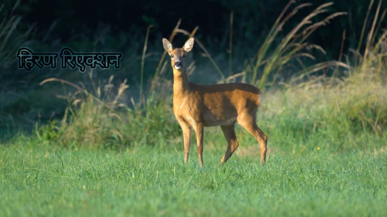 Incredible videos and leopard behaviour during hiran