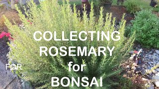 Collecting Rosemary for Bonsai - Starting A New Project