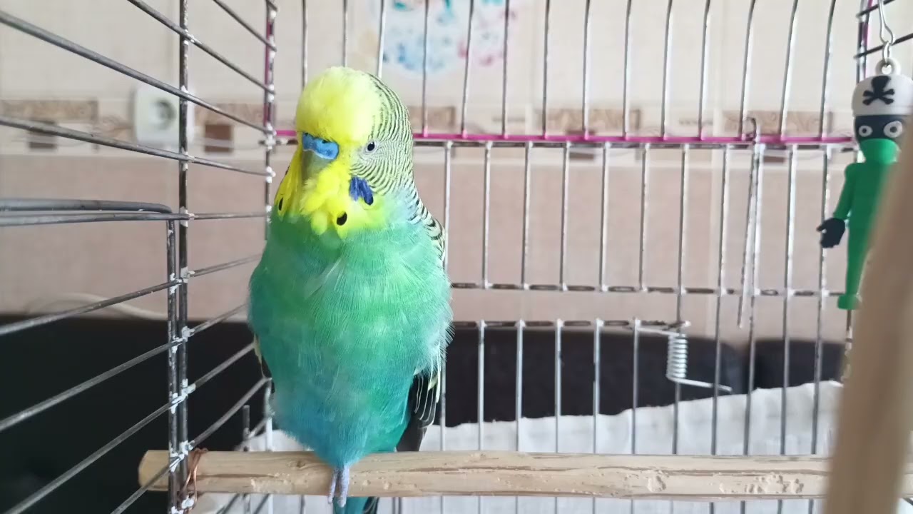 🎵 Просто Включи Этот Звук! Твой Волнистый Попугай Никогда Не Оставит Тебя 💚Звук Счастья для Попугаев