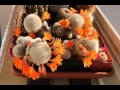 Rebutia muscula blooming
