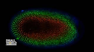Depth Encoded Embryonal Development of a Red Flour Beetle | 2023 Nikon Small World