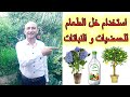 استخدام خل الطعام لاشجار الحمضيات, استخدام الخل كمبيد حشري و فطري, Using Vinegar For Plants