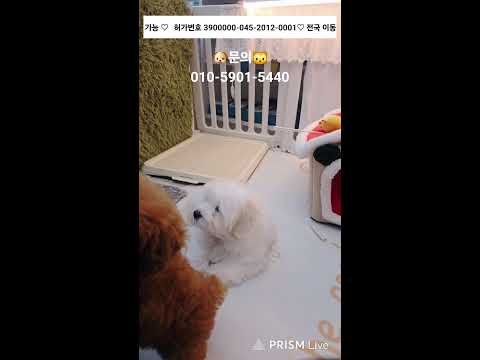 동글이 강아지 분양 광명