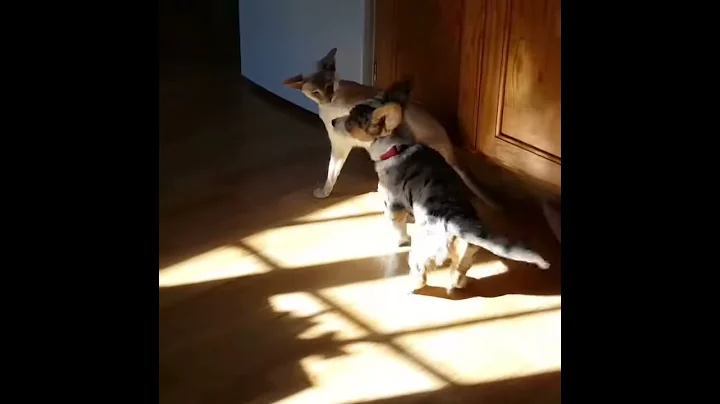 Video 11768151: siamese cat playing