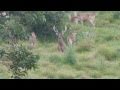 Rusa Stag NSW Australia