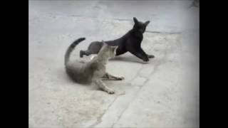 Complation   Best Cat Fights