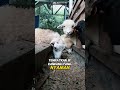 Peternak Pemula Wajib Tahu! Cara menyapih anakan ternak agar tidak stres. #ilmuternak