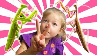 НАСЕКОМАШКИ 2. Богомолы и Августина. Насекомые для детей. НАСЕКОМАШКИ 2. Богомолы и Августина. Насекомые для детей.