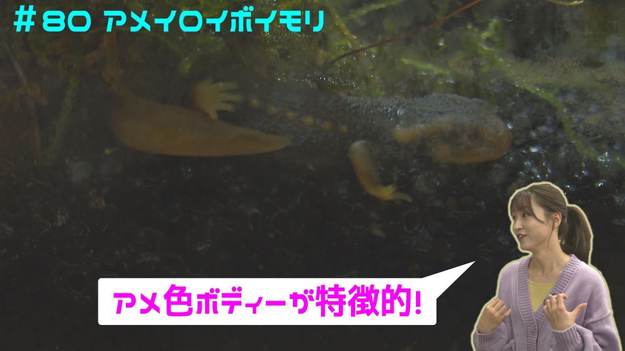 ペットずかん】アメイロイボイモリ編 #80 2024年3月12日放送 - YouTube