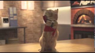 Japanese Pizza Hut Commercials featuring Cat employees