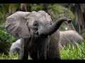 National geographics secrets of the elephants  official trailer