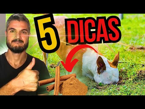 Vídeo: Quando um cachorro cava um buraco?