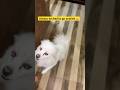 Cute dog | puppy 🙂#scary #dog #walk #training #spitz #pomeranian