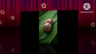 Facts about Cow , Snail and octopus 🐙