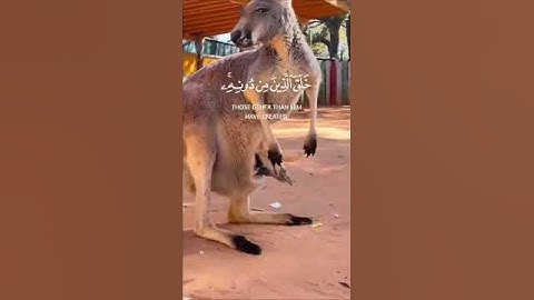 هذا خلق الله|سورة لقمان~الآية11~القارئ #اسلام_صبحي  ~🎧🤍