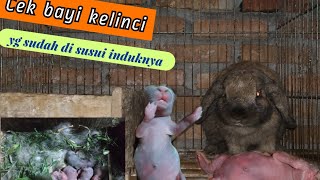 CARA MUDAH MENGETAHUI BAYI KELINCI YG SUDAH DI SUSUI  INDUKNYA