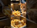 Duo Kucing Jadi Penjual Kentang Goreng Crispy#KucingLucu #DuoKucing #KentangGoreng #FrenchFries