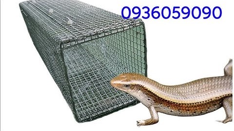 Lồng bẫy rắn mối có ngăn nhốt mồi riêng. Bán bẫy rắn mối. Bán bẫy kỳ nhông. Bán bẫy dông cát.