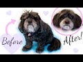 Grooming an Overgrown Shihtzu X | Teddy Bear Head Groom