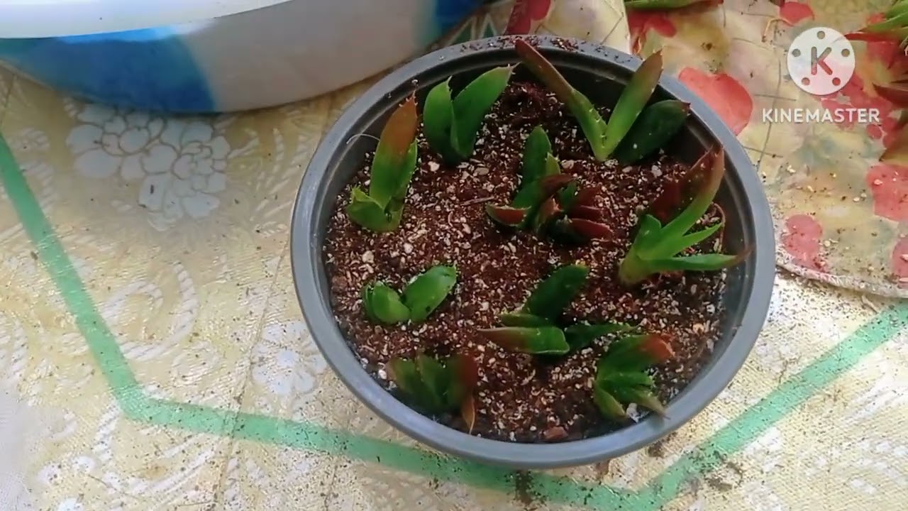 مجموعة من العصارية و الصباريات