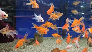 Beaux poissons d'aquarium #poisson