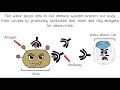 Understanding the Immune System and Vaccines