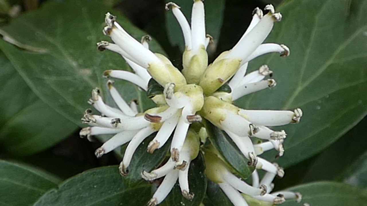 Runianka japońska - YouTube