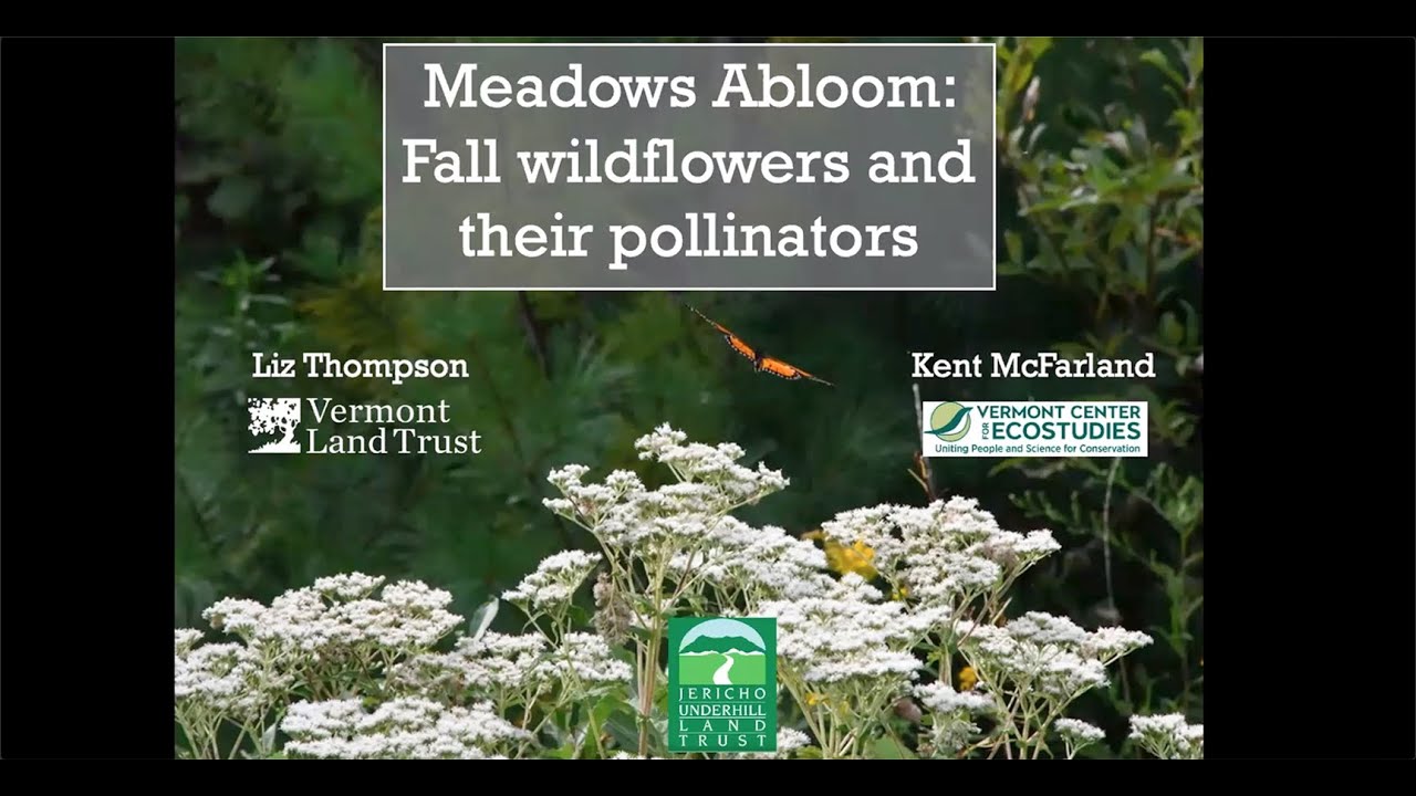 Fall Wildflowers & Pollinators Vermont Land Trust 2020 Online Video