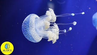 Top 10 Most Beautiful Jellyfish On Earth