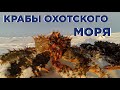 Поймал краба охотского моря